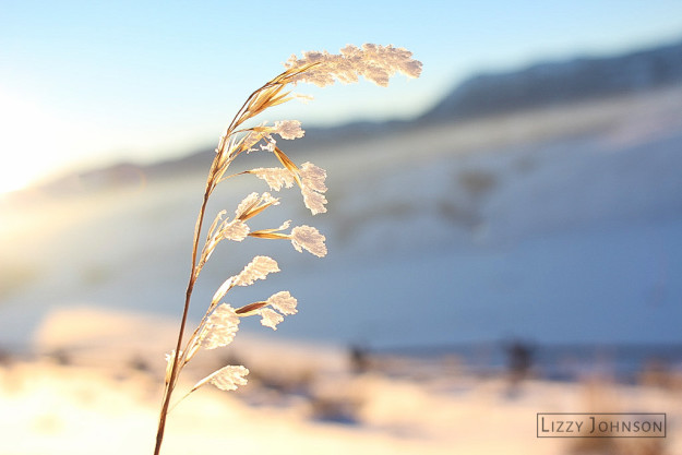 LizzyJohnson-Backlit-Frost-Weed-Edited-2