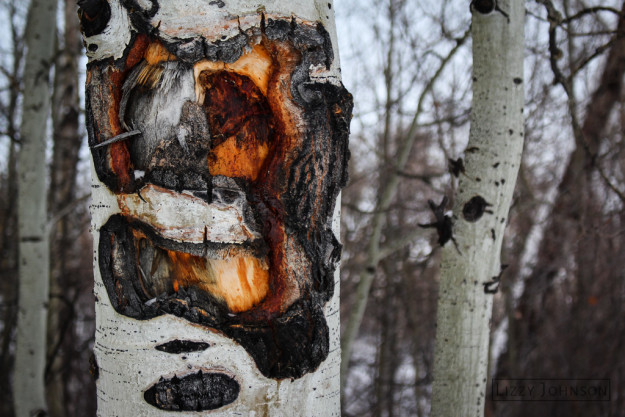 LizzyJohnson-Fine-Art-Aspen-Tree-Rot