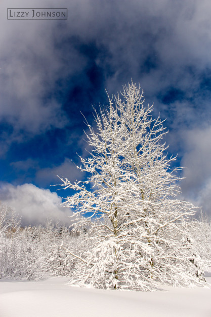 LizzyJohnson-Fine-Art-Frosted-Tree-Ice