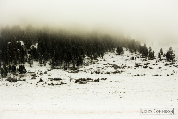 LizzyJohnson-Fine-Art-Mountain-Mist-Pines