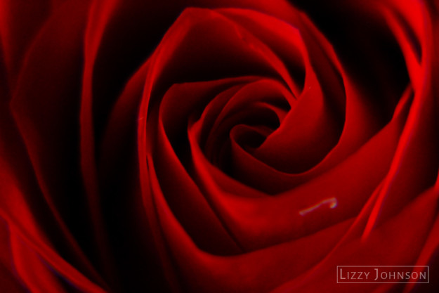 LizzyJohnson-Macro-Flora-Petals-Rose
