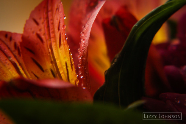 LizzyJohnson-Macro-Flower-Droplets