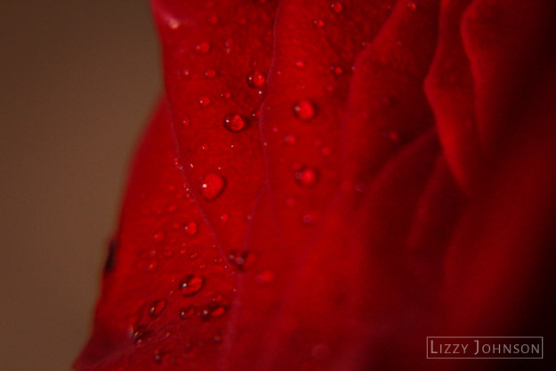 LizzyJohnson-Macro-Rose-Petal-Droplets